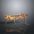 Realistic Brown Grasshopper With Red Antennae Body Patterns And Long Legs On Dark Background