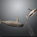 Two White Dolphins Swimming Gracefully in Gray Background with Smooth Movements 3d model
