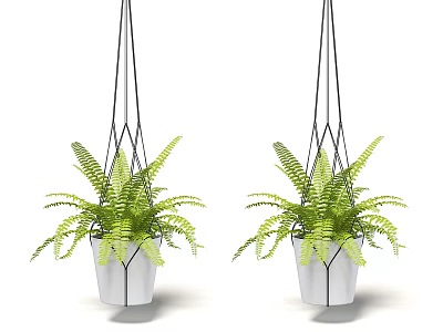 Hanging Planter with Green Fern Plants White Pot and Black Geometric Ropes for Home Decor 3d model