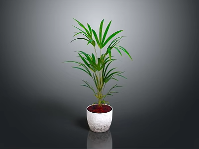 Green Plant with Slender Leaves in White Textured Pot and Red Soil Against Gray Background 3d model