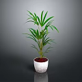 Green Plant with Slender Leaves in White Textured Pot and Red Soil Against Gray Background