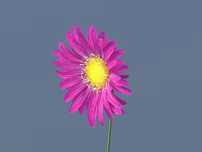 Pink Flower With Radiant Petals Yellow Center Green Stem And Gray Background 3d model