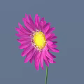 Pink Flower With Radiant Petals Yellow Center Green Stem And Gray Background