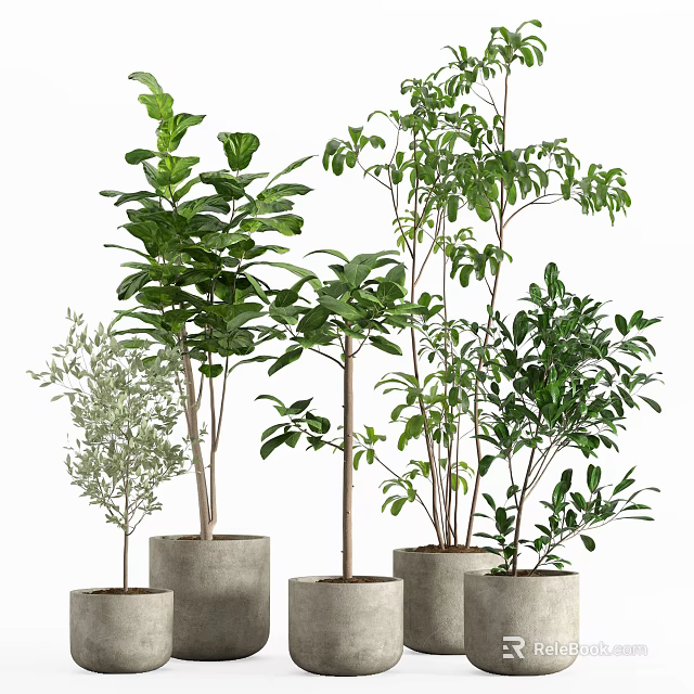 Various Green Potted Plants With Different Leaf Shapes In Concrete Pots For Indoor Decor 3d model 