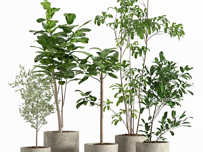 Various Green Potted Plants With Different Leaf Shapes In Concrete Pots For Indoor Decor 3d model