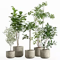 Various Green Potted Plants With Different Leaf Shapes In Concrete Pots For Indoor Decor
