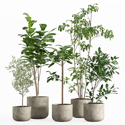 Various Green Potted Plants With Different Leaf Shapes In Concrete Pots For Indoor Decor 3d model