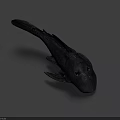 Detailed View Of Black Aquatic Fish With Unique Body Shape Against Blue Background