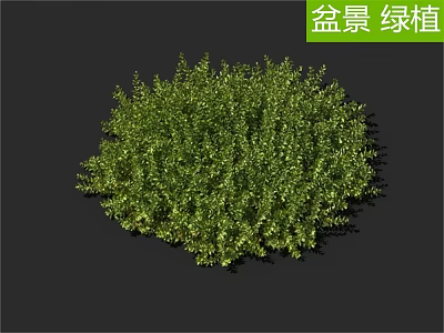 Lush Green Bonsai Plant With Dense Foliage For Indoor Home Decoration 3d model