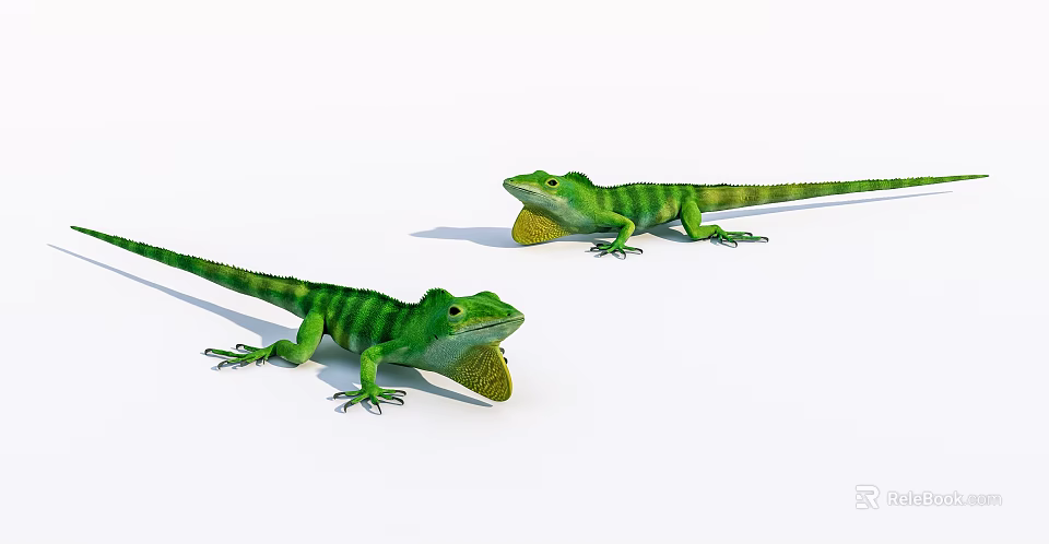 Two Green Striped Lizards With Yellow Throat Fans On White Surface 3d model 