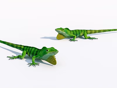 Two Green Striped Lizards With Yellow Throat Fans On White Surface 3d model