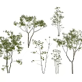 Arbor Trees with Green Foliage Various Sizes and Natural Growth Forms 3d model