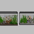 Dual Aquarium Tank Setup With Decorative Boat Shells Stones And Aquatic Plants