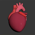 Anatomical 3D Model of Human Heart for Medical Education and Study