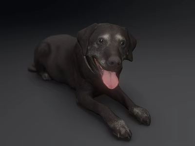 Small Reptile Lizard Basking On Sunlit Rock In Natural Habitat Area 3d model