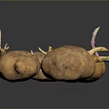 Organic Multiple Sprouting Potatoes With Fresh Sprouts And Natural Brown Skin