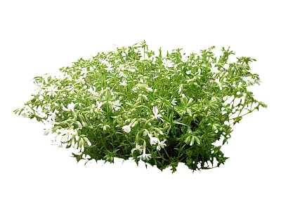 Modern Shrub Shrub Grass 3d model Modern Shrub Shrub Grass 3d model