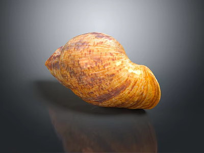 Conch Shell With Orange Brown Patterns And Smooth Surface On Dark Background 3d model
