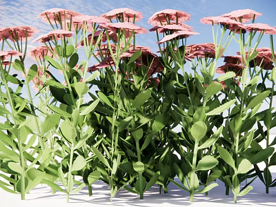 Vibrant Pink Blooming Flowers With Lush Green Leafy Plants In Garden 3d model