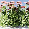Vibrant Pink Blooming Flowers With Lush Green Leafy Plants In Garden