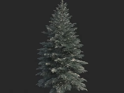 Tall Evergreen Tree with Dense Green Foliage Isolated on Black Background 3d model