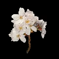 White Cherry Blossoms With Blooming Flowers And Pink Buds On Black Background