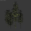 Lush Green Bamboo Plants With Slender Stems And Different Heights In Natural Growth