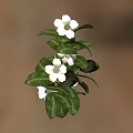 Green Leafy Plant With White Flowers And Vibrant Foliage In Natural Setting