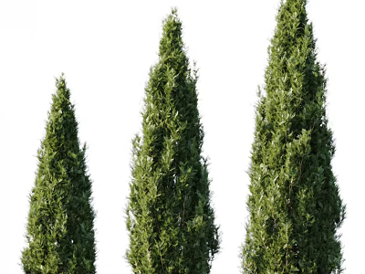 Three Evergreen Arbor With Conical Shape Lush Green Foliage And Different Heights 3d model