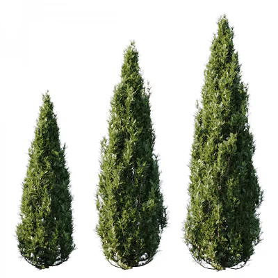 Plant Tree Modern Tree 3d model