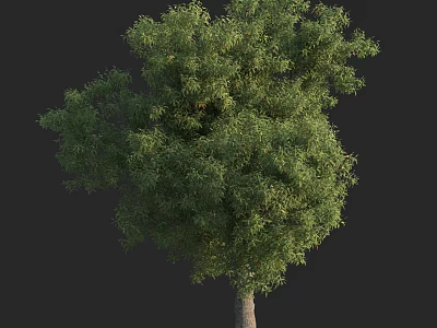 Arbor With Lush Green Foliage And Tall Trunk 3d model
