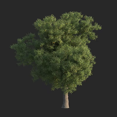 Arbor With Lush Green Foliage And Tall Trunk 3d model