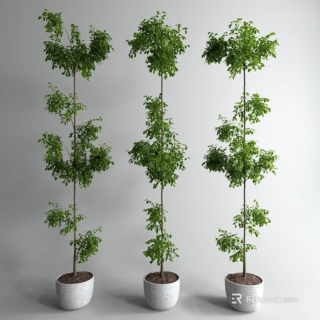 Various Decorative Indoor Bonsai Plants With Lush Green Foliage In Pots 3d model 