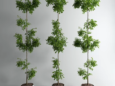 Various Decorative Indoor Bonsai Plants With Lush Green Foliage In Pots 3d model