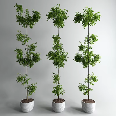 Various Decorative Indoor Bonsai Plants With Lush Green Foliage In Pots 3d model