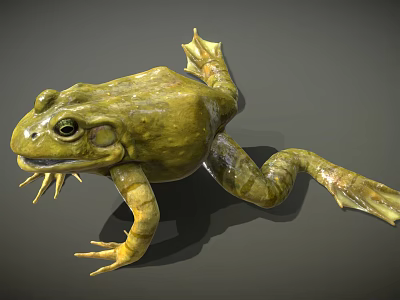 Detailed 3D Green Frog Model with Realistic Eyes and Textured Skin Features 3d model
