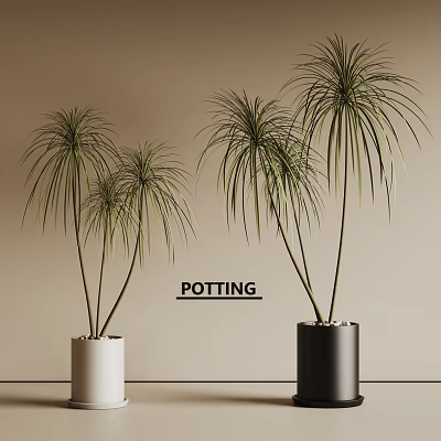 Indoor Decorative Potted Plants With Long Leaves In White And Black Pots 3d model