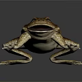 Realistic Brown Toad With Open Mouth On Dark Background Showing Reflection