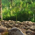 Modern Stone Sprouts 3d model