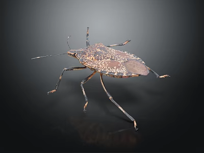 Brown Spotted Shield Bug With Long Legs And Antennae On Dark Background 3d model