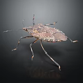 Brown Spotted Shield Bug With Long Legs And Antennae On Dark Background 3d model