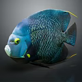 Shiny Blue Angelfish With Yellow Eyes And Fin Tips On Dark Background