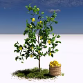 Lemon Tree with Ripe Lemons and Wooden Bucket on Green Grass Under Blue Sky