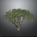 Green Leafy Tree With Brown Trunk Multiple Branches Gray Background Black Ground Reflection