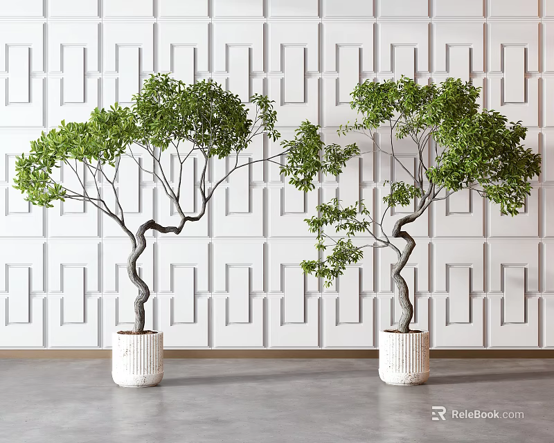 Bonsai Trees With Green Foliage And Curved Trunks In White Planters Against Geometric Patterned Wall 3d model 