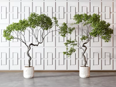 Bonsai Trees With Green Foliage And Curved Trunks In White Planters Against Geometric Patterned Wall 3d model