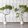 Bonsai Trees With Green Foliage And Curved Trunks In White Planters Against Geometric Patterned Wall