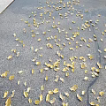 Many Yellow Autumn Leaves Scattered Across Gray Asphalt Road Surface