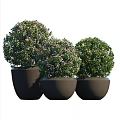 Bonsai Potted Plants Round Shaped Greenery With Purple Flowers In Dark Gray Circular Pots