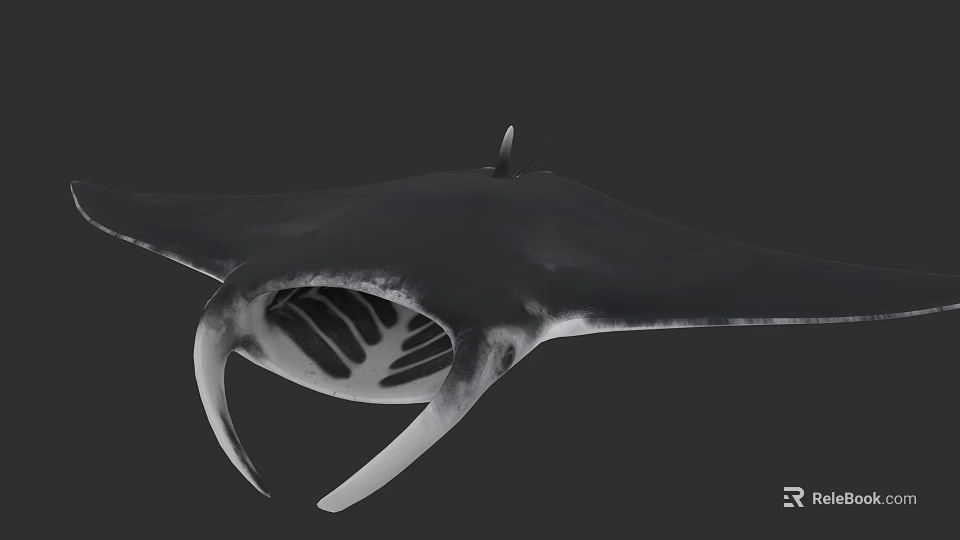 Manta Ray With Broad Pectoral Fins And Open Mouth In Ocean Habitat 3d model 